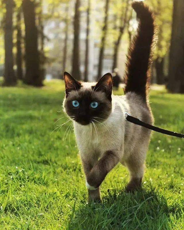 比格沃斯先生我真的不是挖煤工