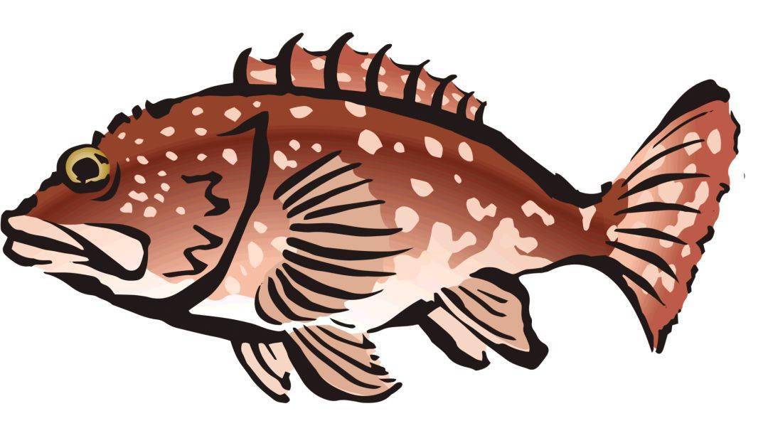 重磅!海南200斤的石斑鱼王空降南阳