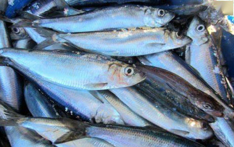 鲶鱼,螃蟹,扇贝,罗非鱼,白鱼,鲈鱼(注意不是海鲈鱼),比目鱼,沙丁鱼