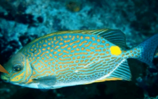 星篮子鱼尾部有一金黄色圆点