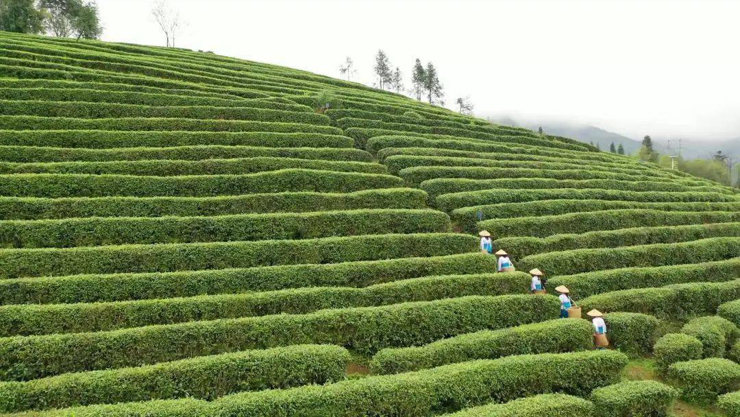 大源茶镇