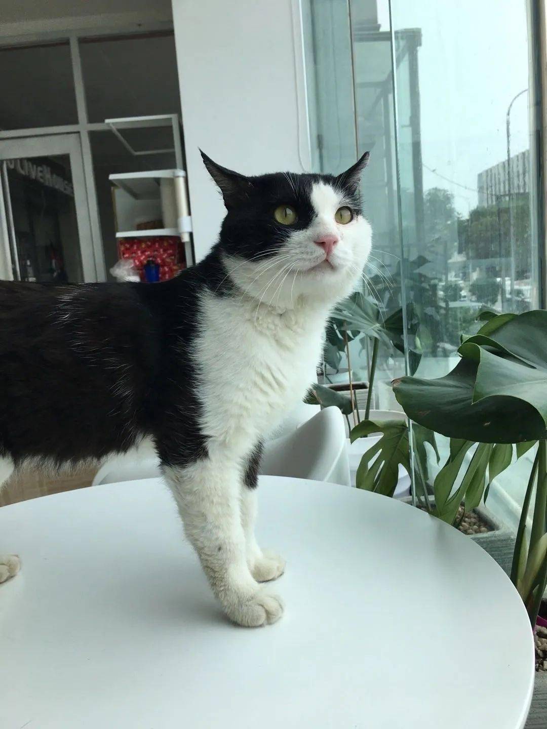  滑动查看下一张图片 小区流浪猫被遗弃的会叫人徒手抓到的