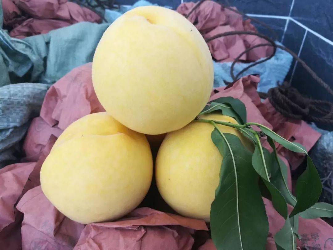 炎陵黄桃直销正宗炎陵高山黄桃一件产地直发