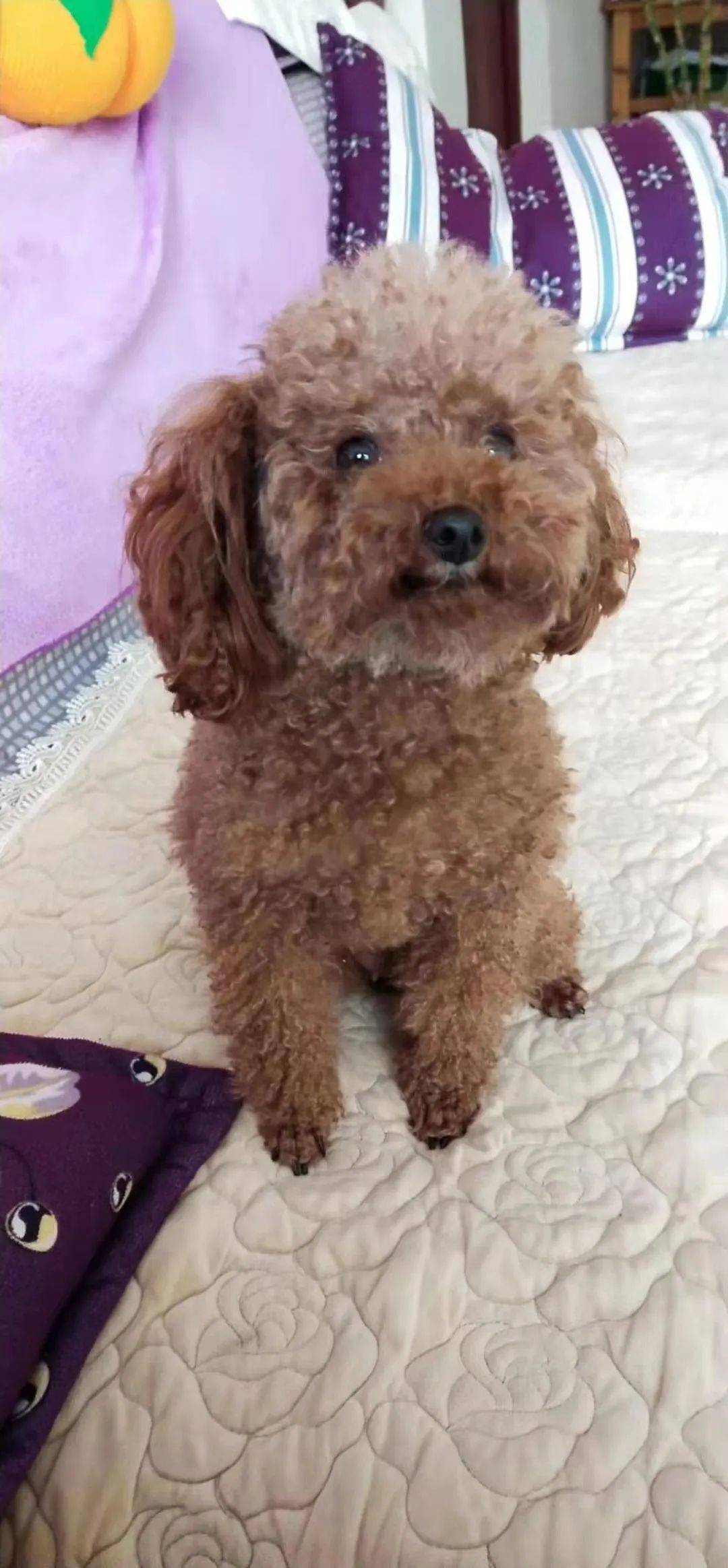 千元寻狗 楚雄市白龙新村茶花大道丢失泰迪犬一只