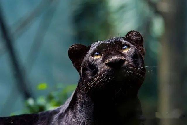 并不是,黑豹是多种黑化大猫的统称_美洲豹