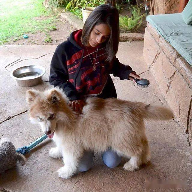 (8周大的时候就已经半人高了) 这时候,小姐姐也开始慌了, 但狗子还在