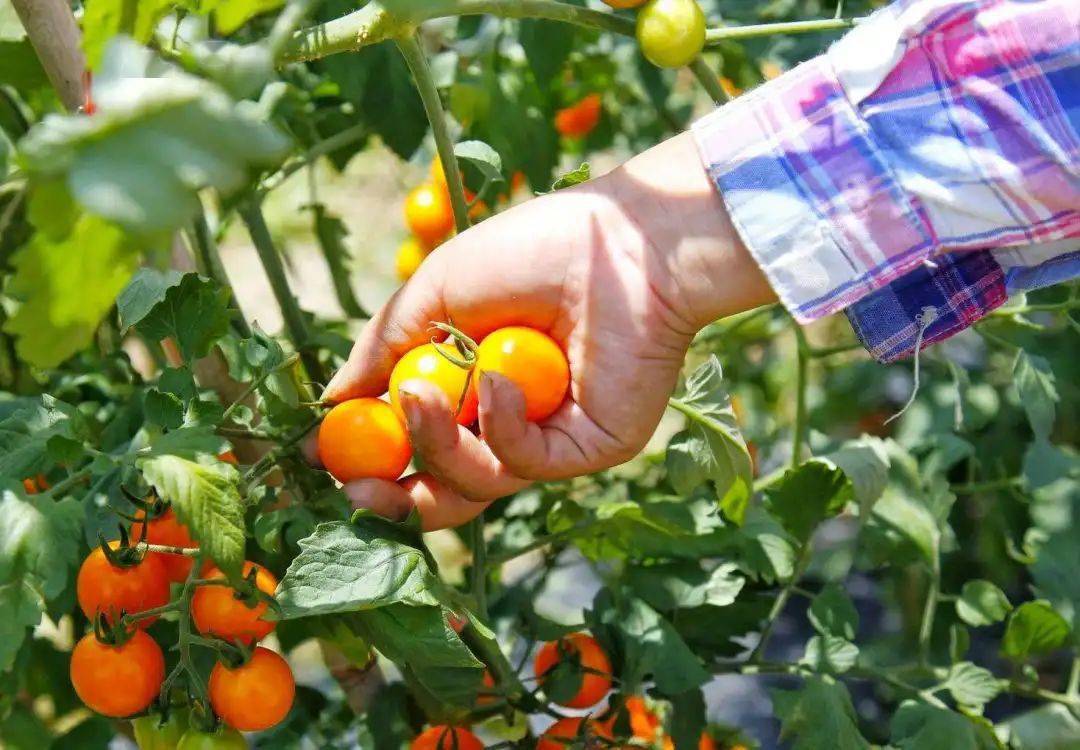 这个夏天,一定要来青岩镇摘果子!