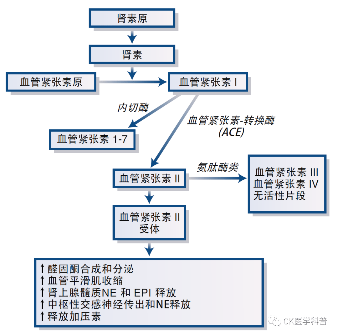 图1 肾素-血管紧张素系统的组成肾素-血管紧张素-醛固酮(raa)系统的