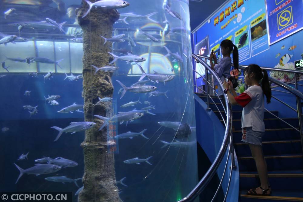 福建厦门:海底世界暑期"热"