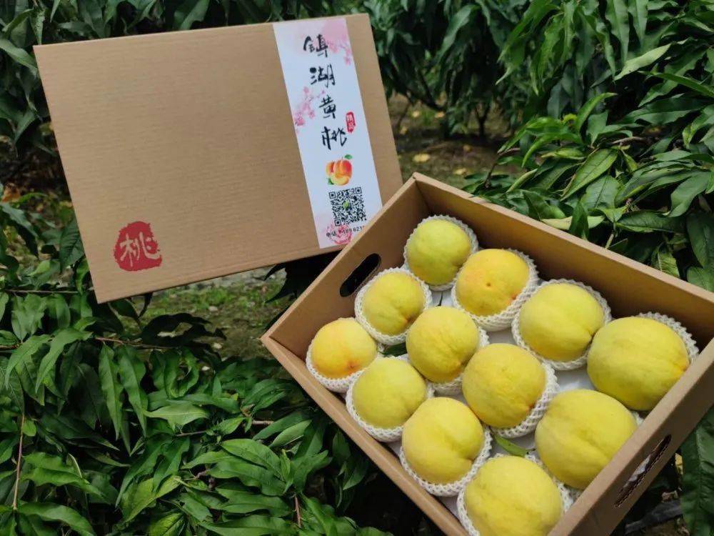 苏小民带你吃走进苏州镇湖黄桃果园为你摘下整个夏天尝鲜价118元