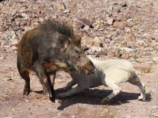 這是能打敗美洲獅的狗,號稱獵犬之王,分分鐘把野豬秒成渣