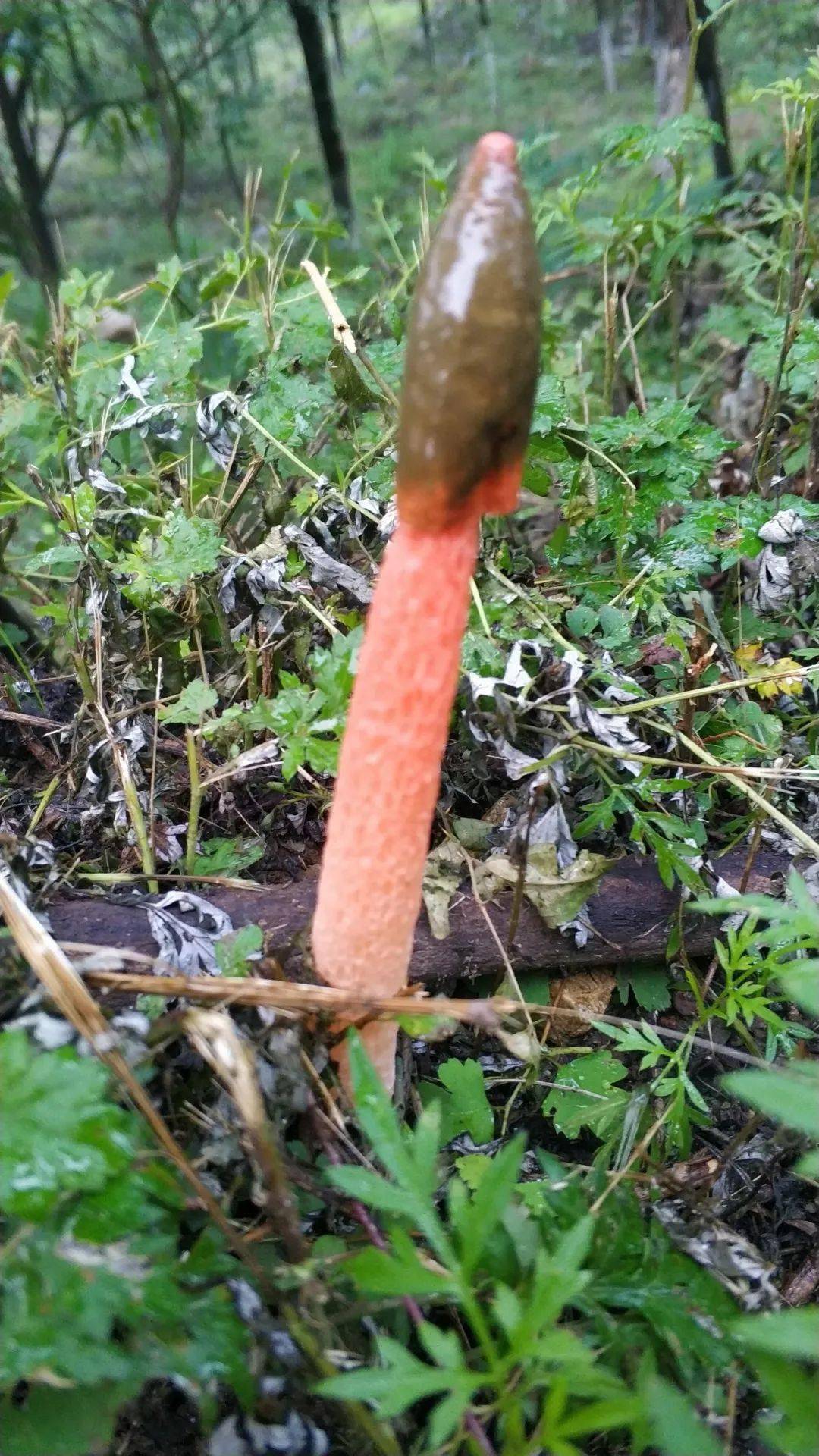 长成这样的,自然是毒蘑菇.红鬼笔--这个名字就让人不寒而立.