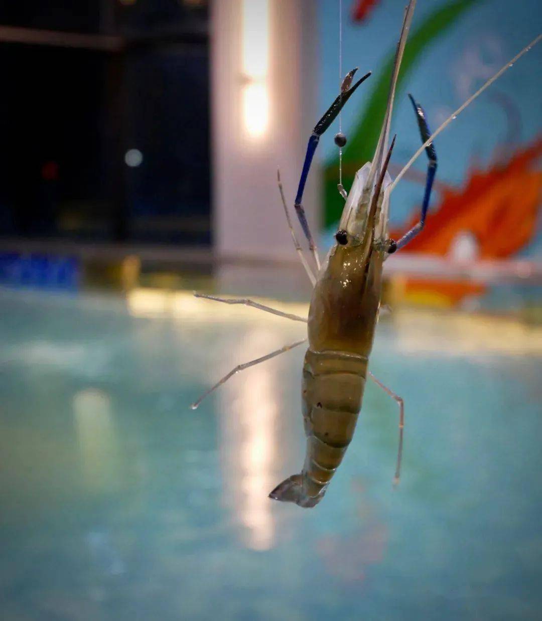 库存1500售完即止文华里嘻伊吖钓虾馆88元双人钓虾体验90分钟1份白灼