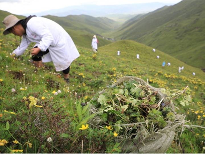 夏河县藏医医院的医生在山上采摘藏药药材(新华社记者 杜哲宇摄)