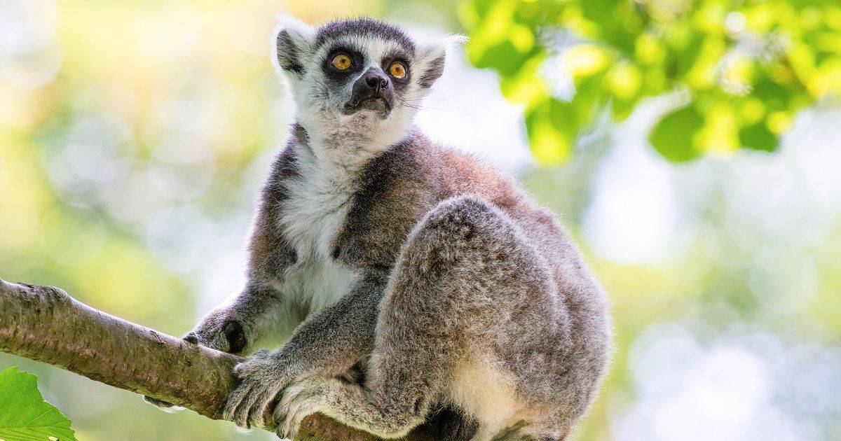 在動物園裡順手牽羊奇葩遊客是天真還是愚蠢