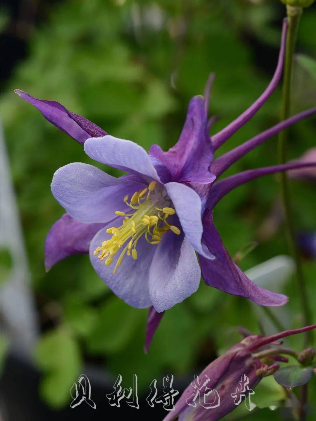 新品大花耧斗菜春语春天的讯息悄悄对你说
