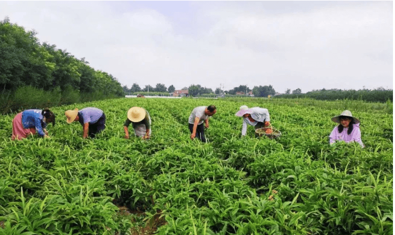 寧縣:中藥材種植成為群眾脫貧致富的