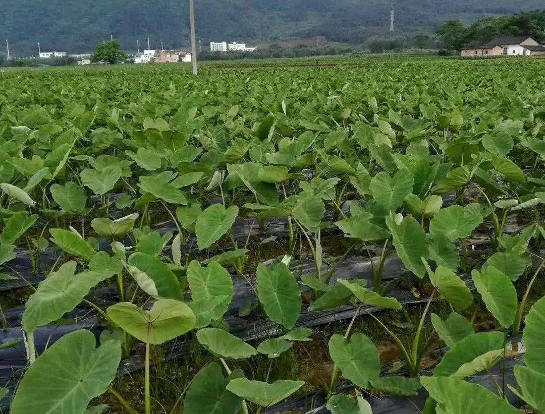 乐昌炮弹香芋种植历史悠久,据清康熙五年(1666)续修的《乐昌县志》有