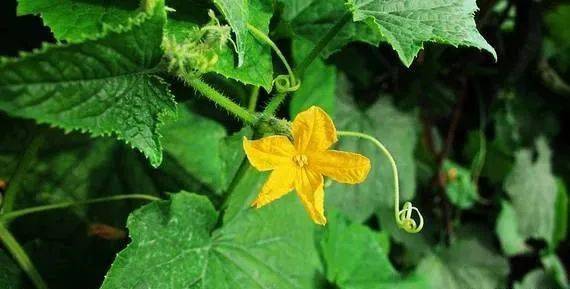 它是夏日黄金果浑身上下都是宝吃对远胜补药