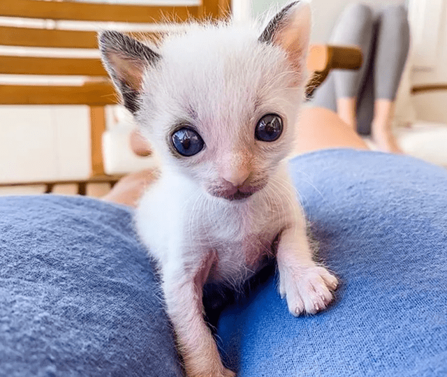 捡回一只小猫幼崽,养了一阵睁开眼睛后,蓝色瞳孔引人注目