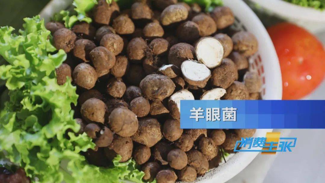 这就是云南昭通鲁甸县的特产——羊眼菌.