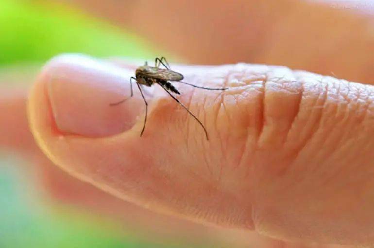 夏天我们应该怎么对付讨厌的蚊子呢?教你几招!_蚊虫