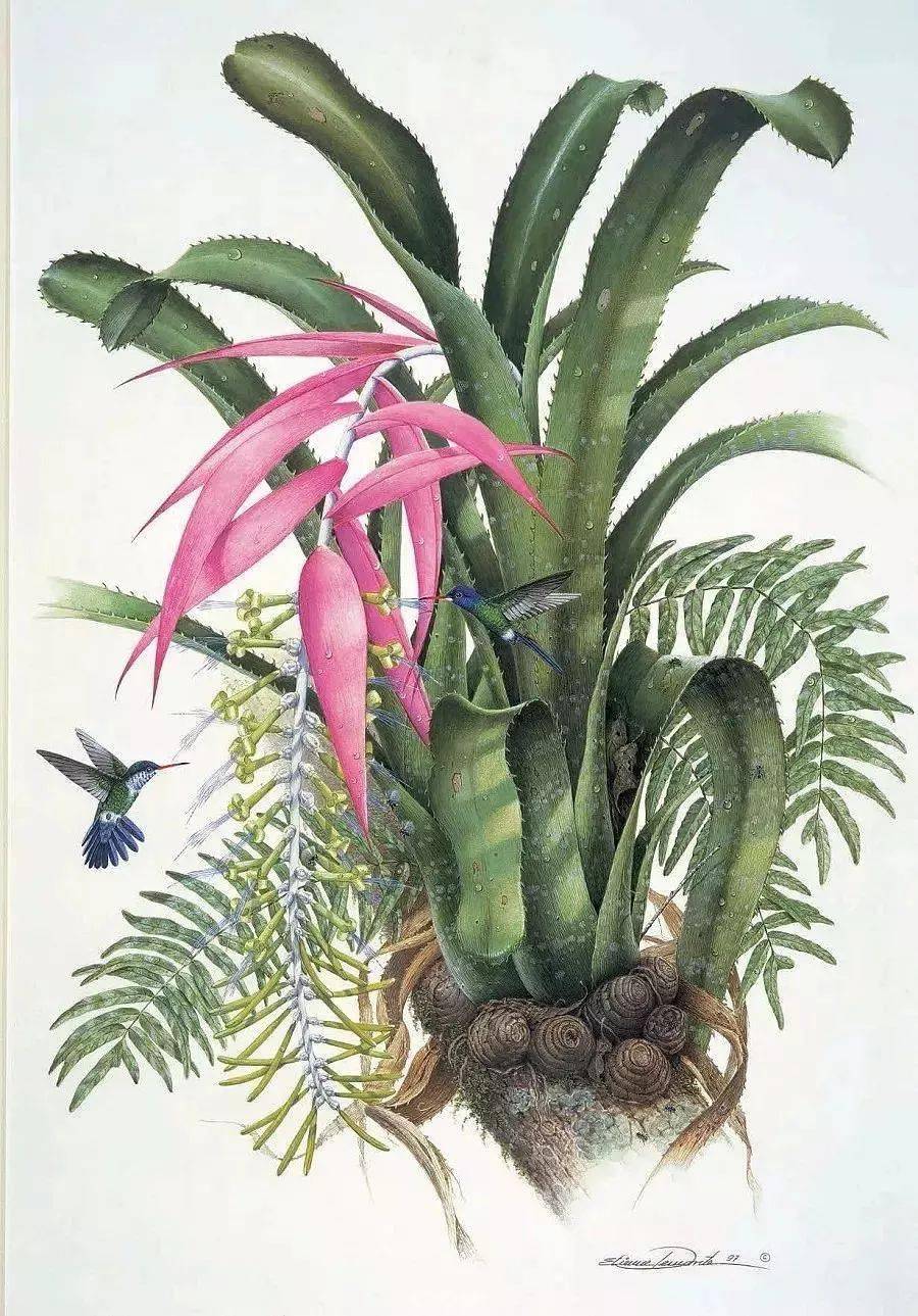 然而却绝对不容小觑,因为里面收藏了当代全球一百多位植物绘画大师的