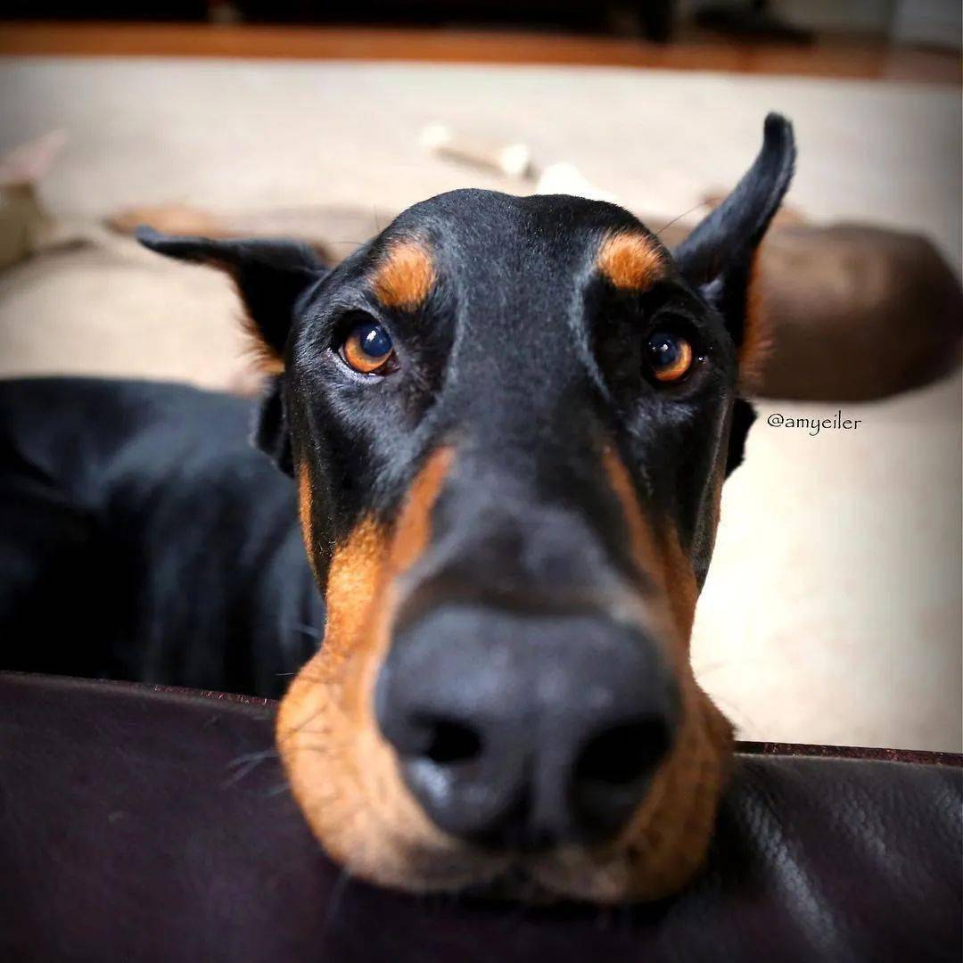 和5个霸道总裁生活在一起什么感觉?这个萌妹告诉你!