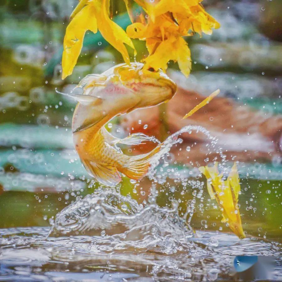 画面太美南海上演鱼吃花爱了爱了