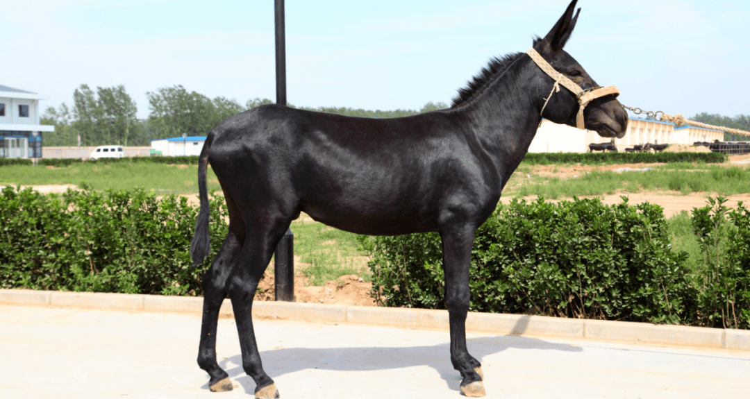 国家黑毛驴繁育中心的驴个个比马大,这里有全世界仅存的唯一一头黑驴