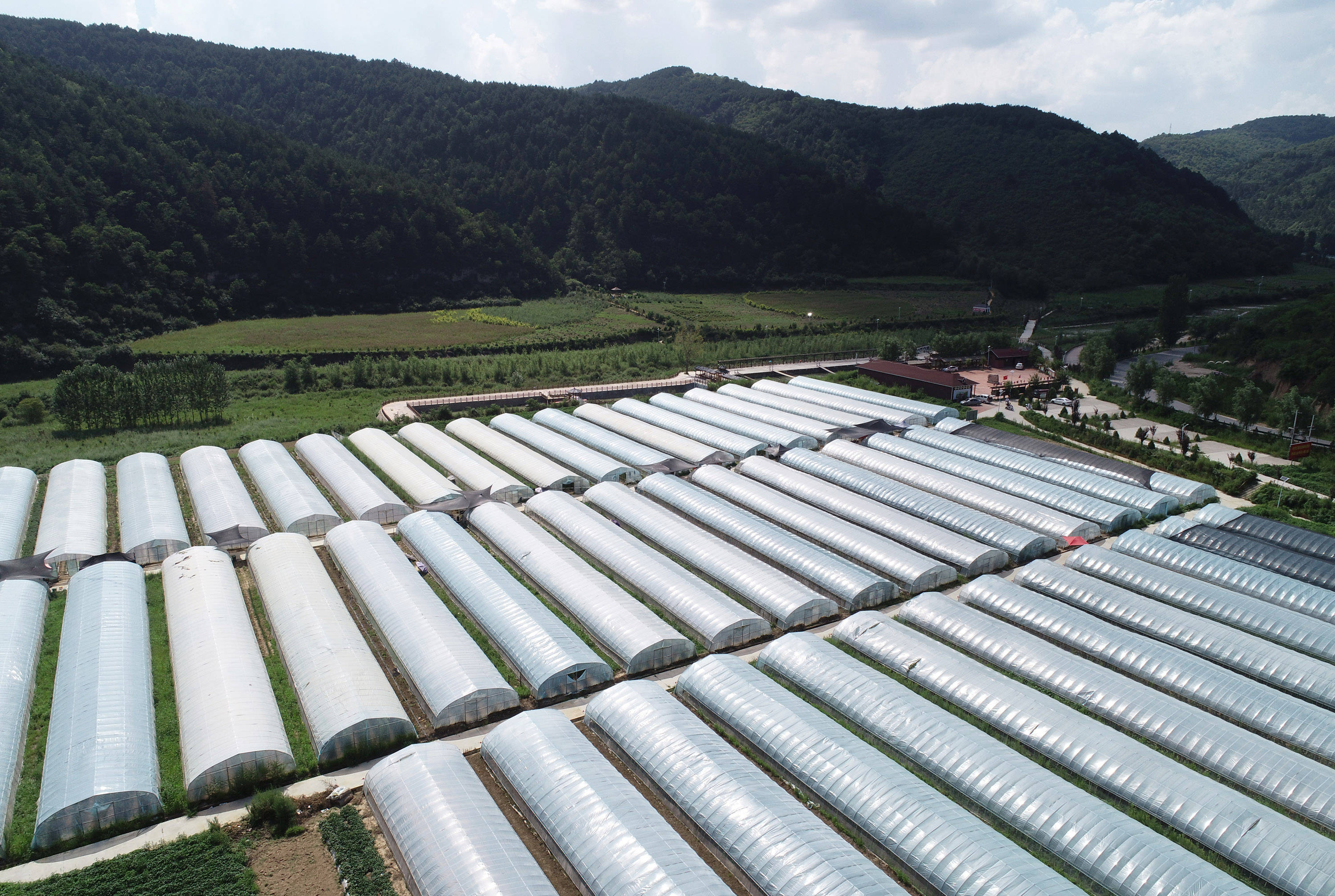 这是宜川县丹州街道王湾村瓜菜大棚采摘园(8月10日摄,无人机照片).