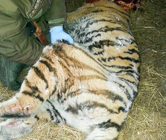 东北虎难忍牙痛雪天连夜敲门向猎人求助老虎给点止痛药呗