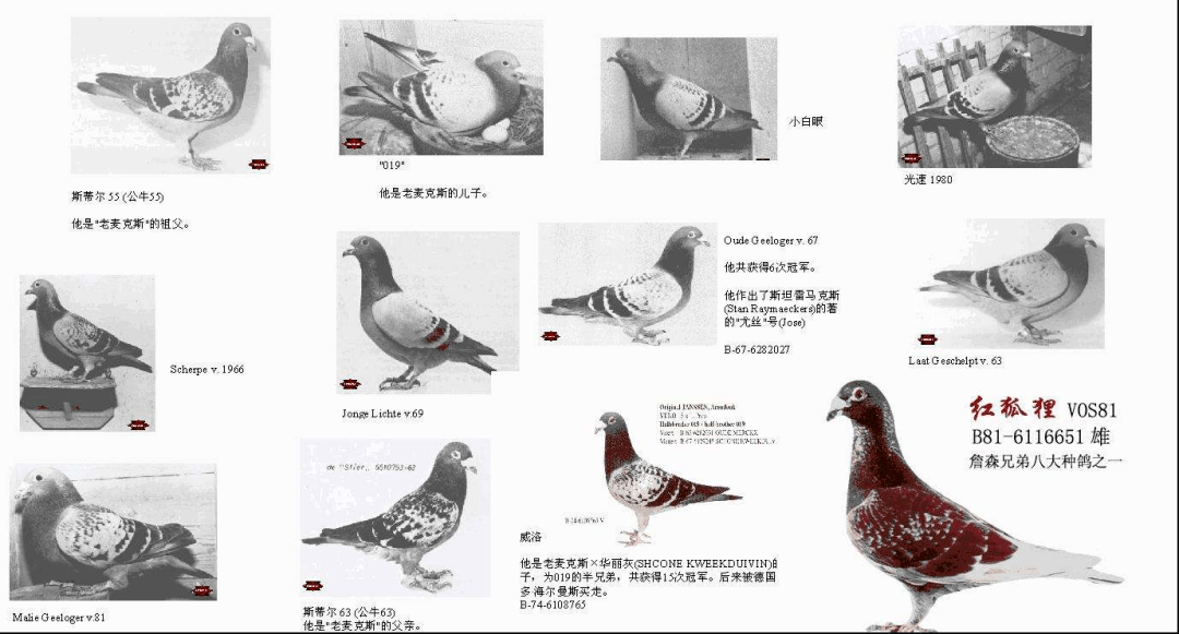 玩懂隔代遗传就吃透了詹森育种的秘密
