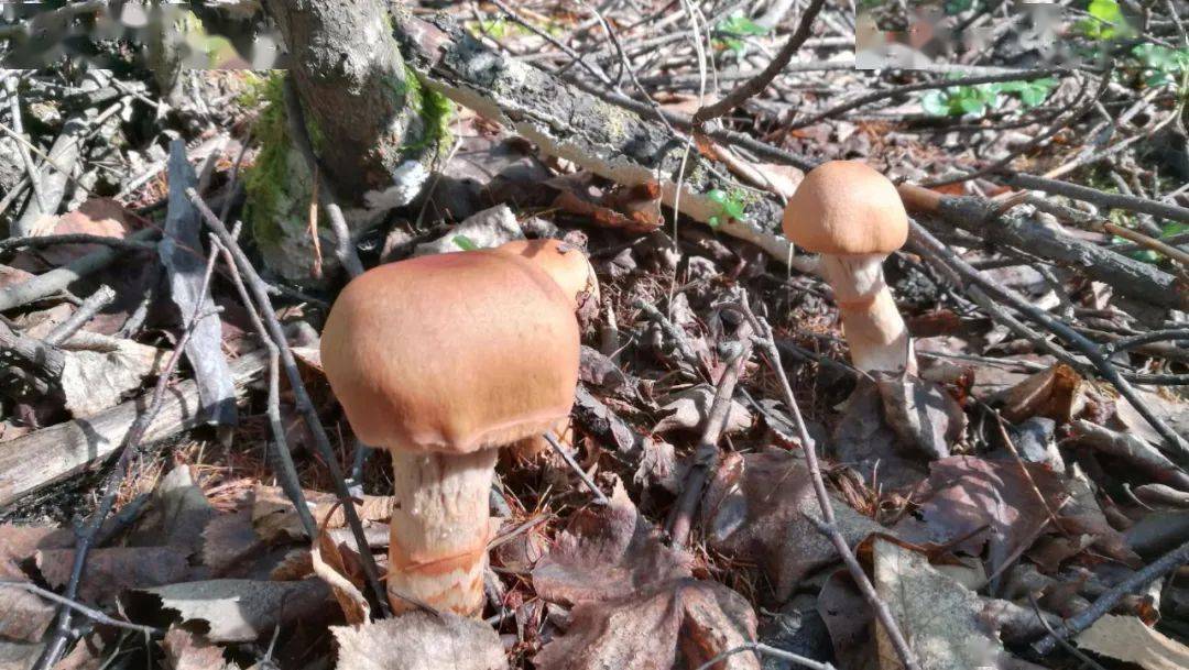 这些只是咱林区蘑菇种类的一小部分好多也是这次没有遇到的比如路基蘑