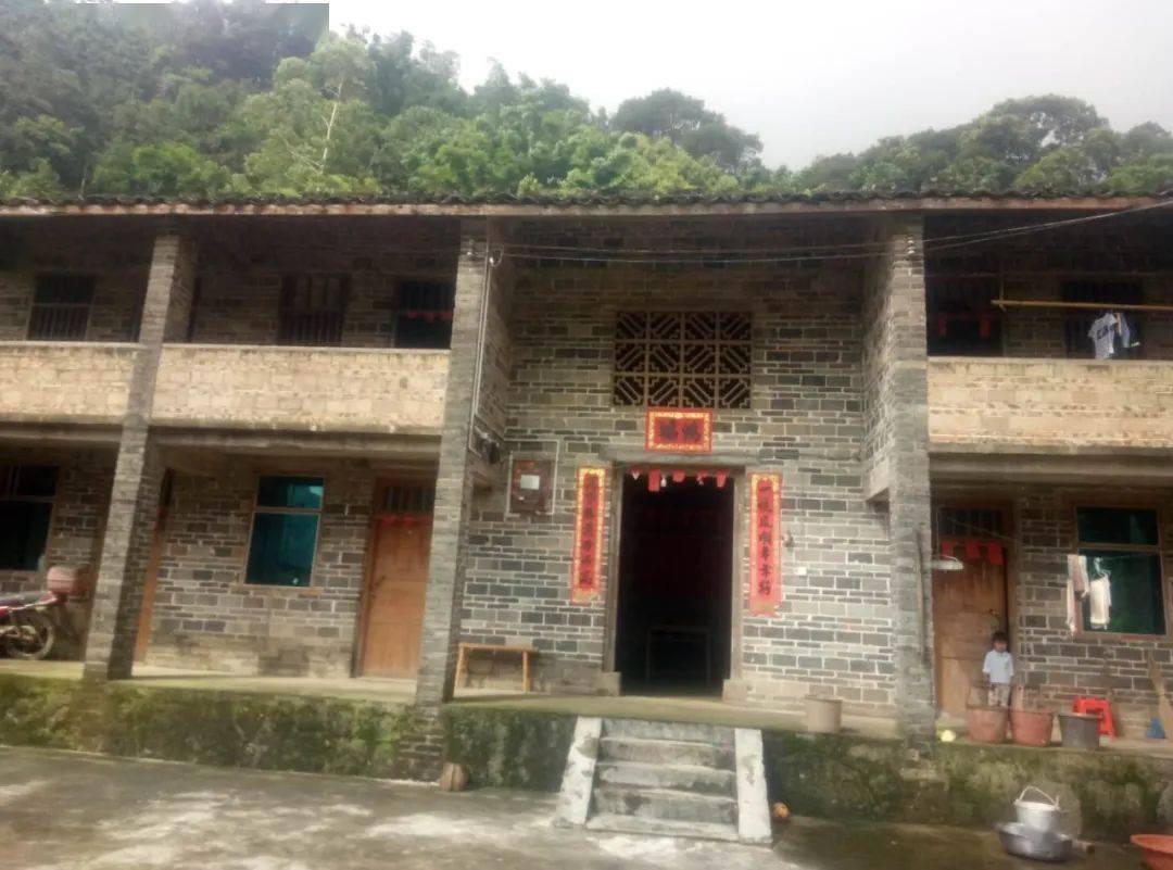 神了博白双凤有一片千年古茶林受国家保护