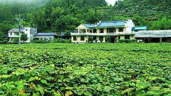 喜欢吃关口葡萄的注意了!沿渡河境内可以送货上门.