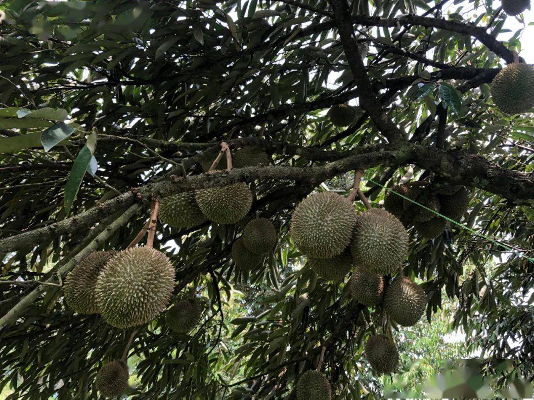 马来西亚老树高山猫山王榴莲吃过才发现以前的榴莲白吃了