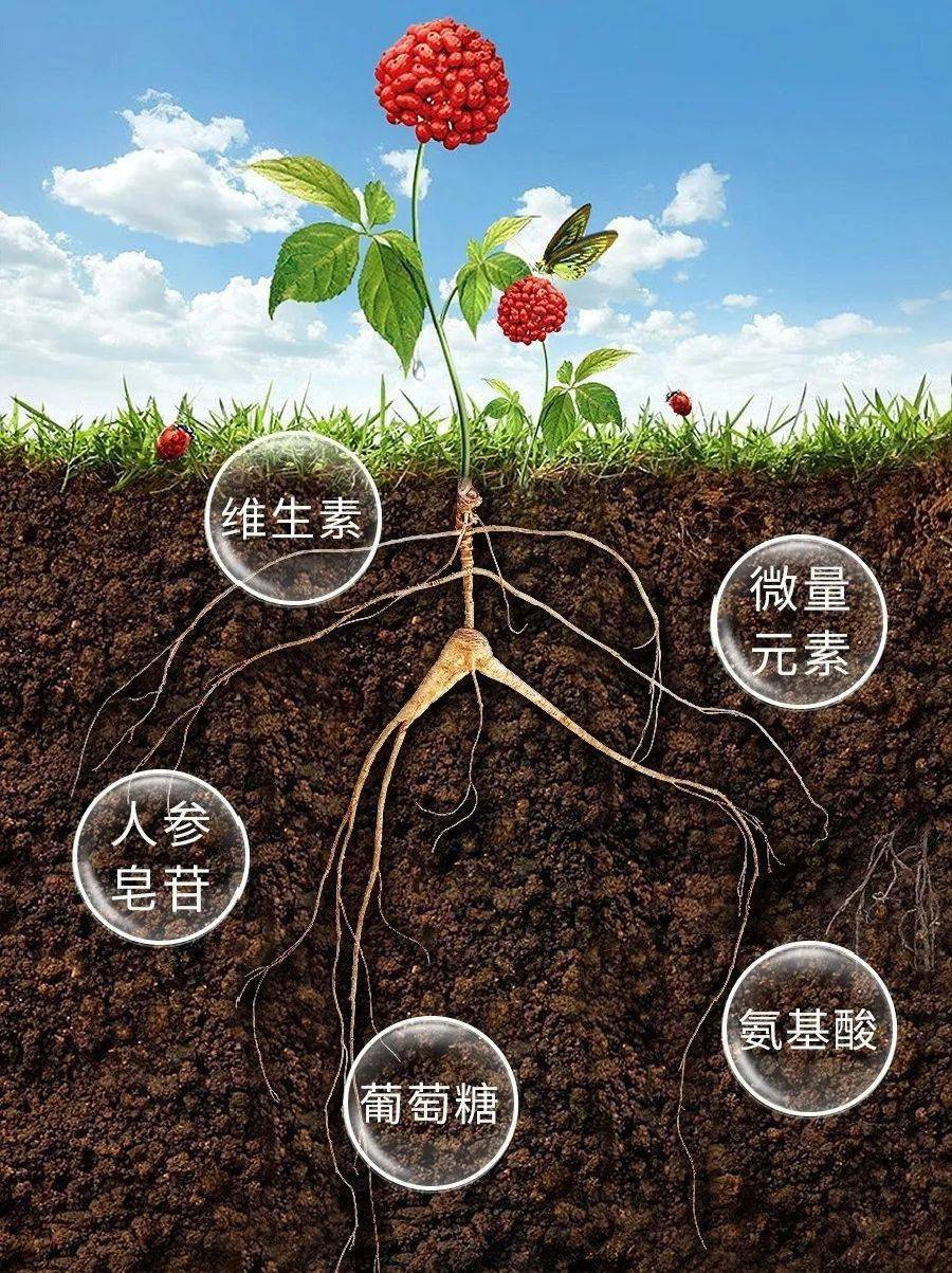 直通长白山,探寻参中贵族--林下山参_人参