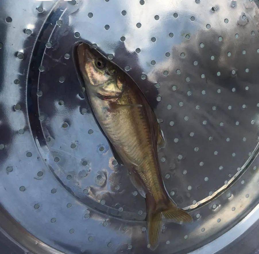 您见过吗贵州一村民疑似发现国家二级保护动物金线鲃