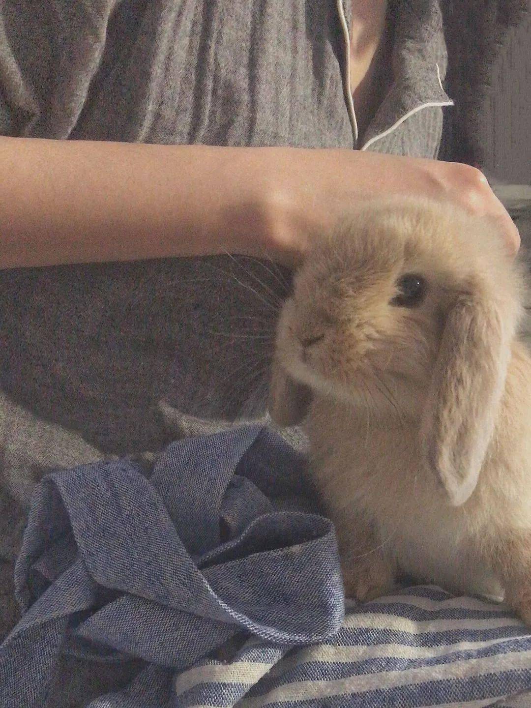 晒萌宠小王小王稳稳当当