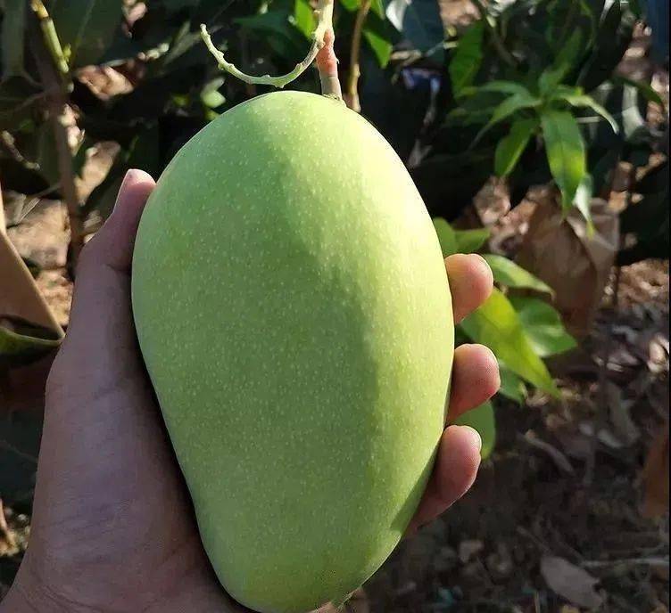 卵型绿色果实本地评价:属于攀枝花老品种芒果,逐步淘汰1801攀枝花苹果