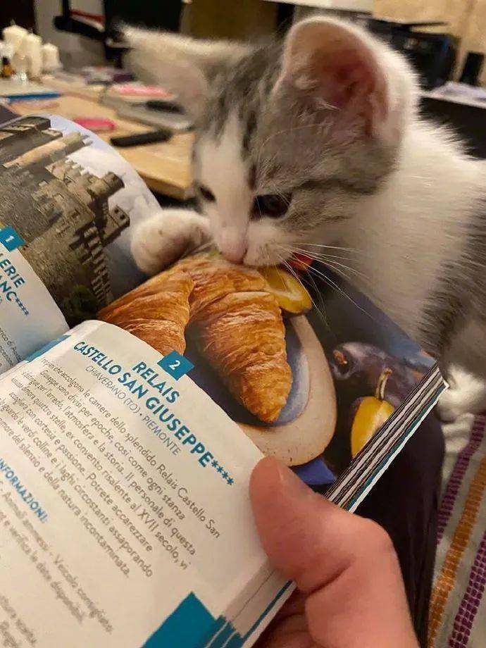 看书时翻到有面包图片的页面猫看后直接就要开吃这是多馋