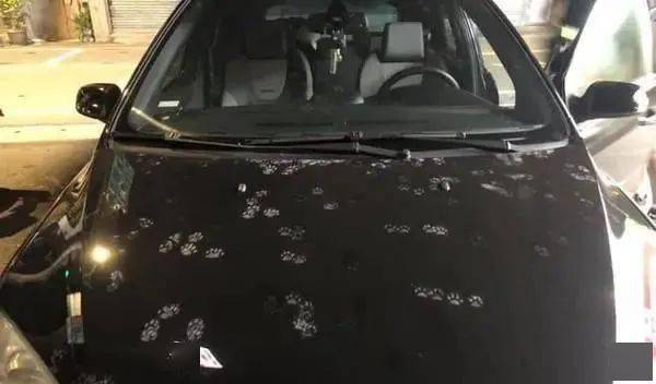 男子经常喂流浪猫开车时发现车盖上都是猫爪印都舍不得洗车了