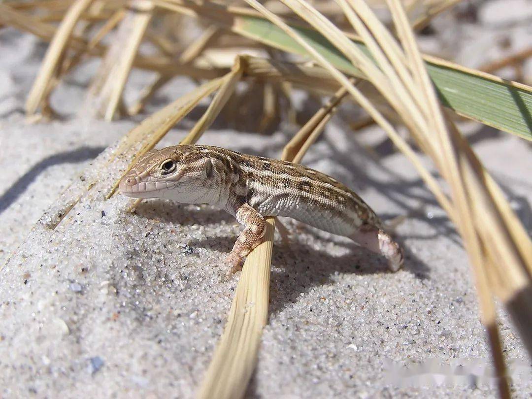 物种图册敏麻蜥