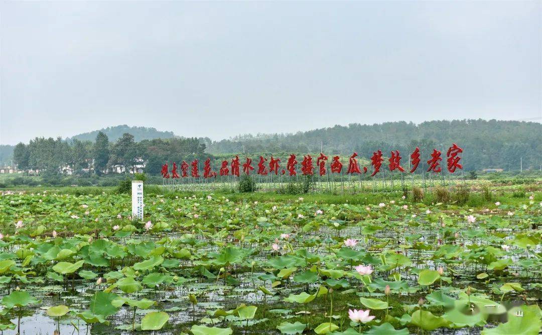 安陆市接官乡:美丽产业激活美丽经济-搜狐大视野-搜狐新闻
