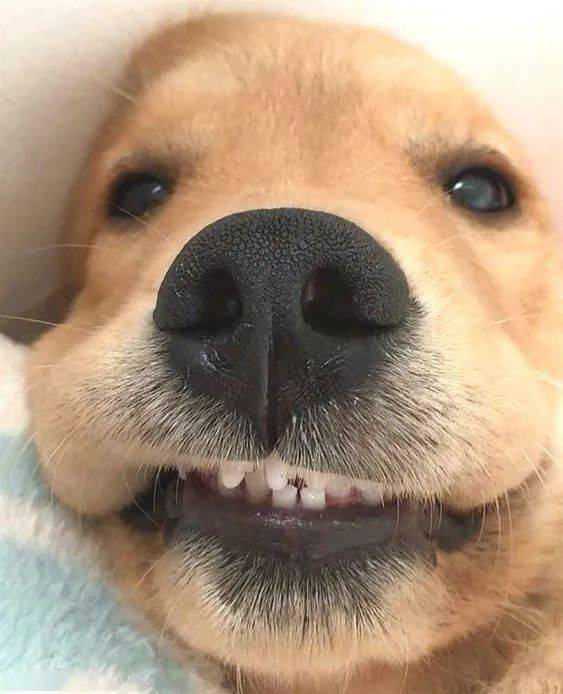 金毛狗子的嘴巴究竟是不是橡皮做的怎么看起来q弹又好捏