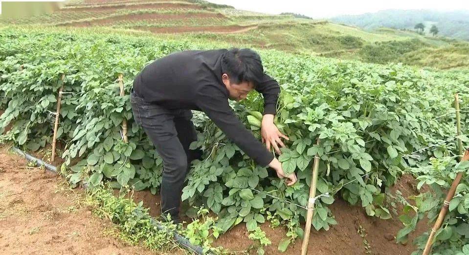 薯訊畝產6噸的剪莖修枝馬鈴薯種植奇招