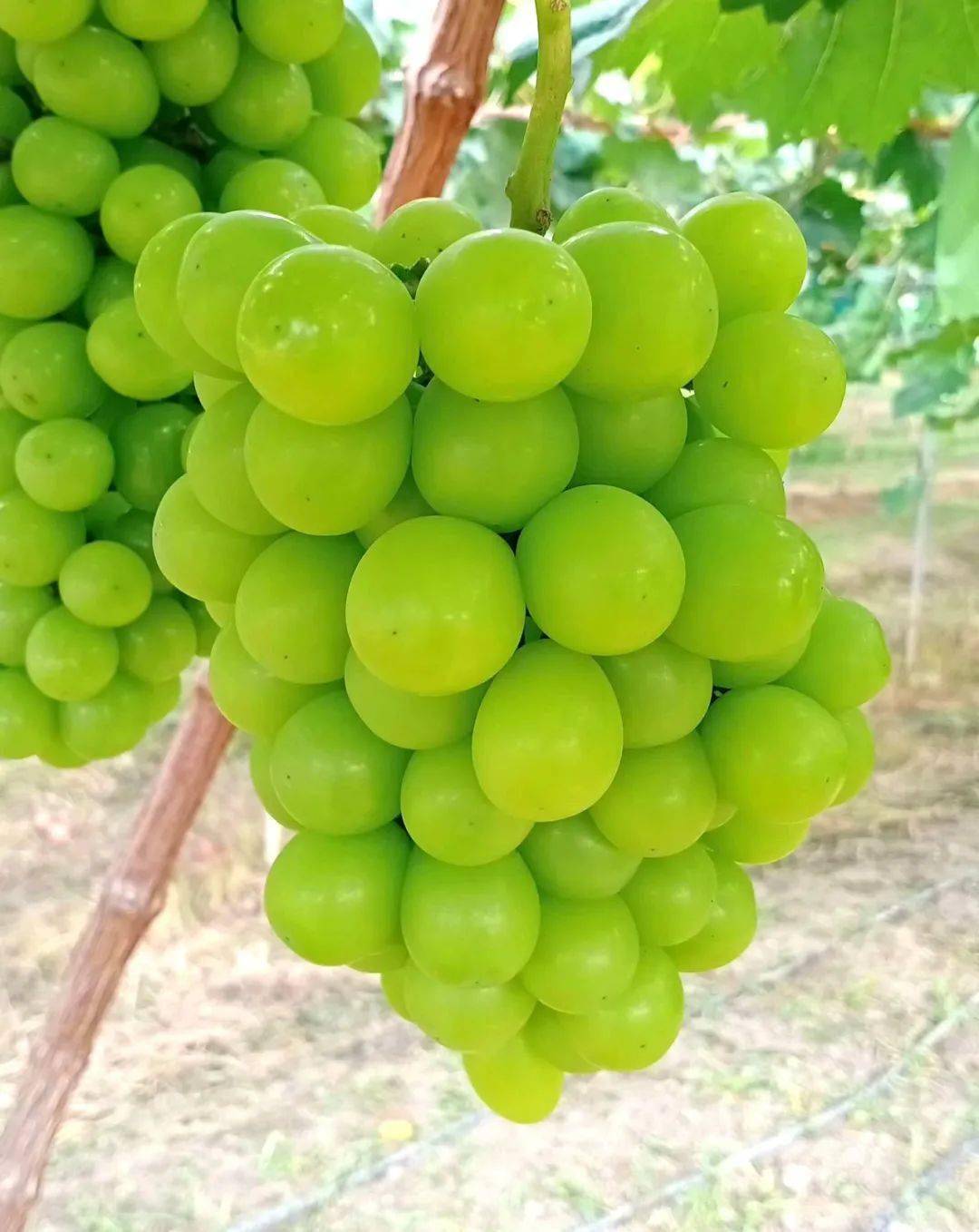 香印青提买一送一在威整被疯抢的四海葡萄竟然放出这样的福利