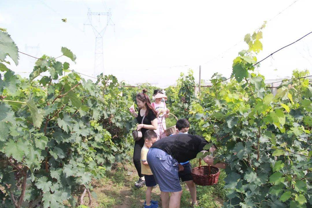 沧兴葡香园引进国内外特早,中,晚葡萄品种多达10余种,并通过采用避雨