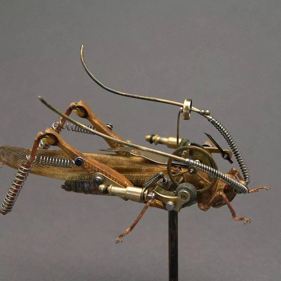 机械昆虫艺术家 Mike Libby-搜狐大视野-搜狐新闻
